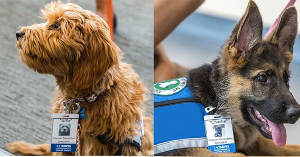 These Dogs Are Working Very Hard...To Detect Cancer! Amazing!