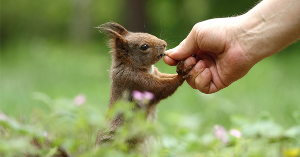 Teen Girl In Oregon Gets BUBONIC PLAGUE From Wildlife