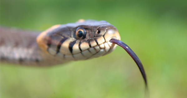 How SNAKE VENOM Can Stop Bleeding In Seconds