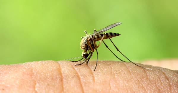 This New Mosquito Repellent Is Something You