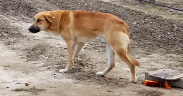 She Writes A POWERFUL Message To The Owner Of The Dog Who Was Left On The Side Of The Road…