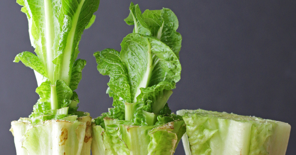 5 Foods You Can Regrow Using Nothing But Water