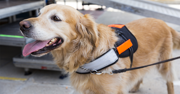 The TSA Wants Families To Adopt The Dogs That Didn’t Pass Training