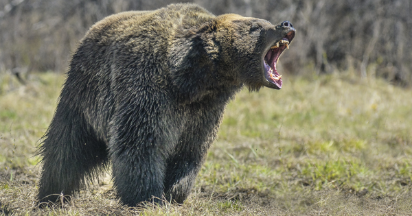 A 63-Year-Old Grandmother Gets Mauled By A Bear And Lives To Tell The Tale