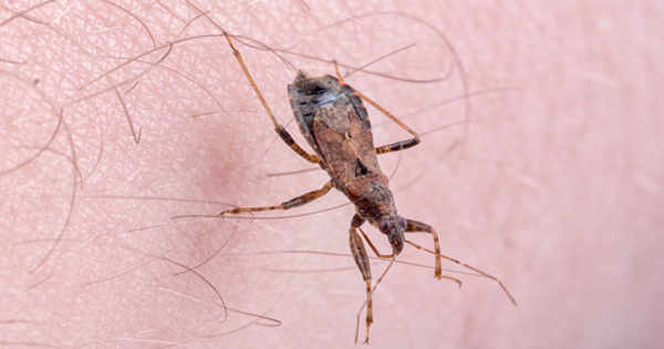 If You See This Bug Anywhere Near Your House, Visit A Doctor Right Away