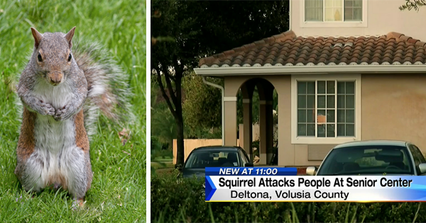 A Squirrel Gets Into A Senior Center And Goes Wild, Attacking Several Residents