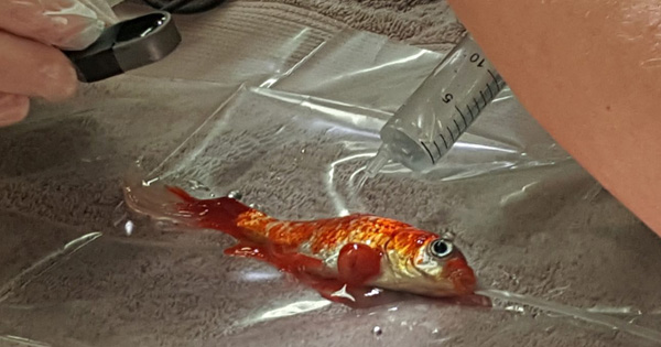 He Agrees To Pay $250 For His Pet Fish To Live. Now, The Fish Can Keep Swimming For Another Day.