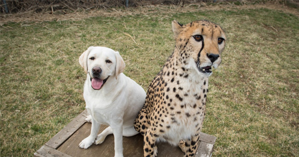 Man Shares Photos Of A Cheetah And A Dog For A Heartwarming Reason Many People Never Knew About