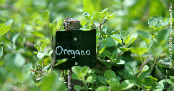 New Study Suggests Rosemary and Oregano Can Help Fight Diabetes