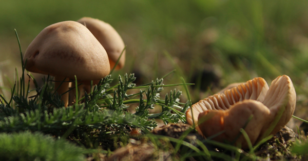 Are ANY Mushrooms Safe To Eat? This SHOCKING Study Now Says...